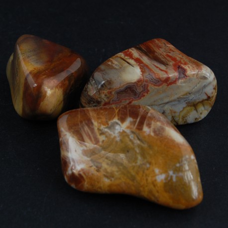 Petrified wood versteend hout